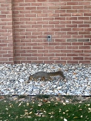 Sciurus niger