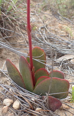 Crassula nudicaulis