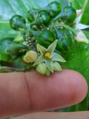 Solanum monarchostemon