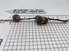 Disholcaspis erugomamma