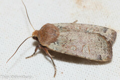 Conistra erythrocephala