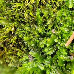 Mesoptychia bantriensis