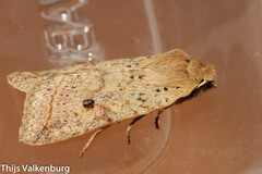 Agrochola blidaensis