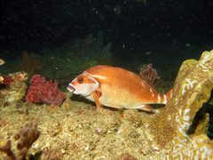 Red Morwong photo 5