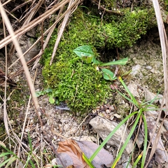 Mesoptychia bantriensis