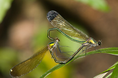 Calopteryx dimidiata