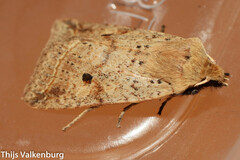 Agrochola blidaensis