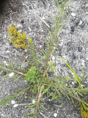 Microdon dubius