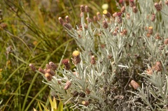 Syncarpha gnaphaloides