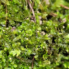 Mesoptychia bantriensis