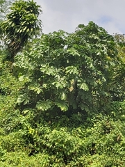 Cecropia peltata