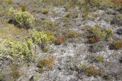 Erica multumbellifera