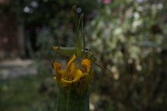 Obolopteryx brevihastata