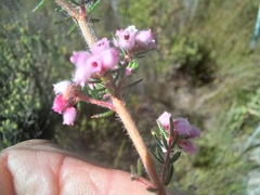 Erica parviflora