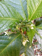 Solanum monarchostemon