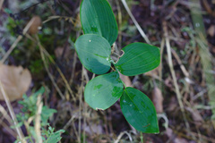 Polygonatum odoratum