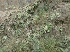 Crassula orbicularis