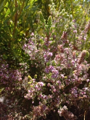 Erica parviflora