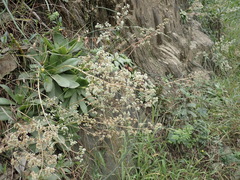 Crassula orbicularis