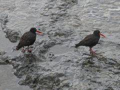Haematopus fuliginosus