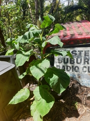 Solanum betaceum