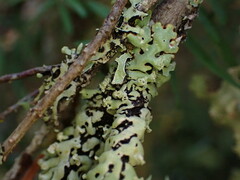 Menegazzia