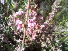 Erica parviflora