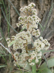 Crassula orbicularis