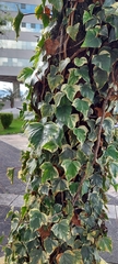 Hedera algeriensis