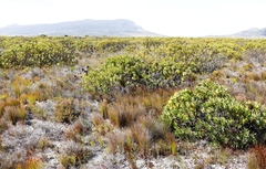 Leucadendron laureolum