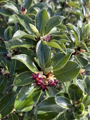 Pittosporum colensoi