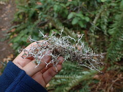 Platismatia stenophylla