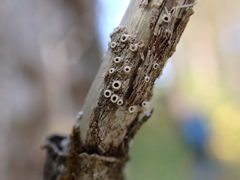 Thelotrema