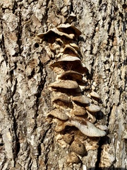 Fuscoporia gilva