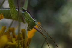 Obolopteryx brevihastata
