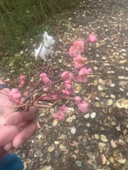 Euonymus atropurpureus