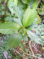 Solanum monarchostemon
