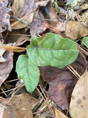 Gonolobus suberosus