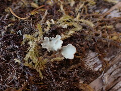 Lobarina scrobiculata