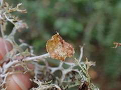 Platismatia stenophylla