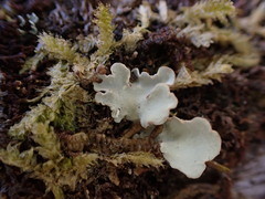 Lobarina scrobiculata