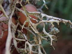 Platismatia stenophylla