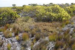 Diastella divaricata divaricata