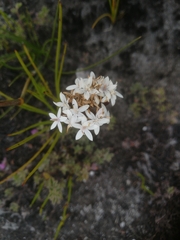 Corymbium villosum