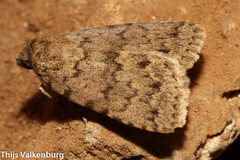 Autophila cataphanes