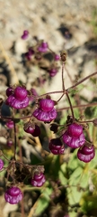 Calceolaria purpurea