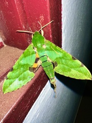 Euchloron megaera