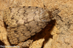 Autophila cataphanes