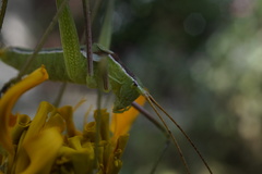 Obolopteryx brevihastata