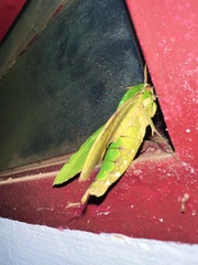Euchloron megaera